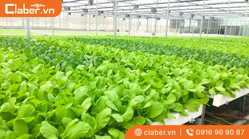 Ưu điểm của việc trồng rau trong nhà màng