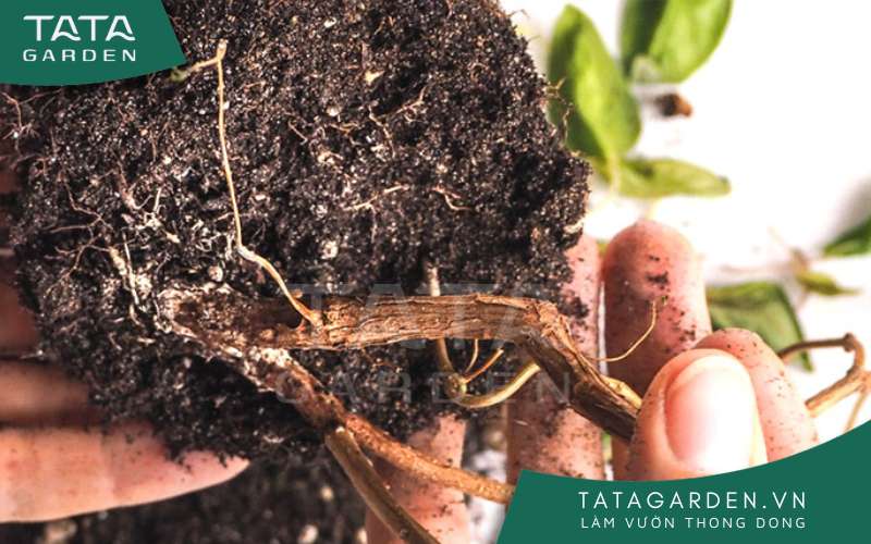 Tưới nước quá nhiều làm cây bị thối rễ