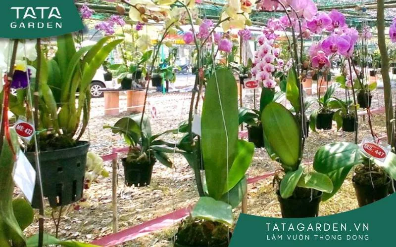 Lan Hồ Điệp phát triển đẹp