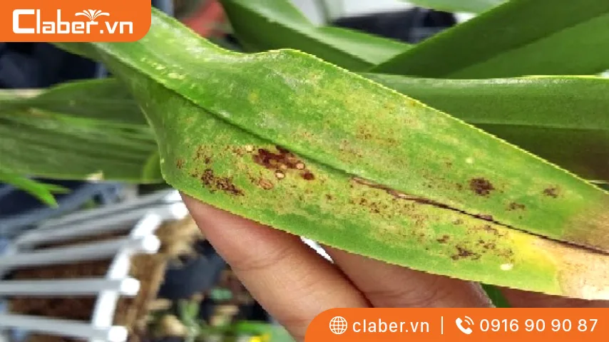 Các vòi tưới được lắp đặt đều nhau trên một diện tích nhất định