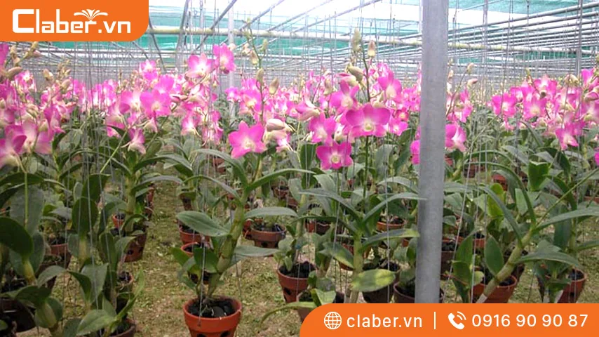 hệ thống tưới lan tự động