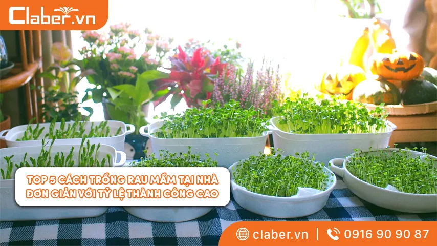 Top 5 cách trồng rau mầm tại nhà đơn giản với tỷ lệ thành công cao