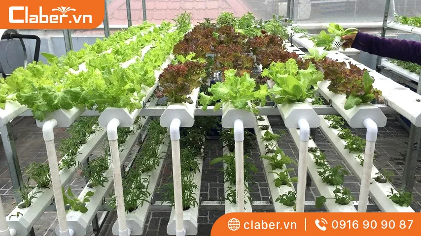 Nguyên vật liệu cần thiết để làm hệ thống trồng rau thuỷ canh