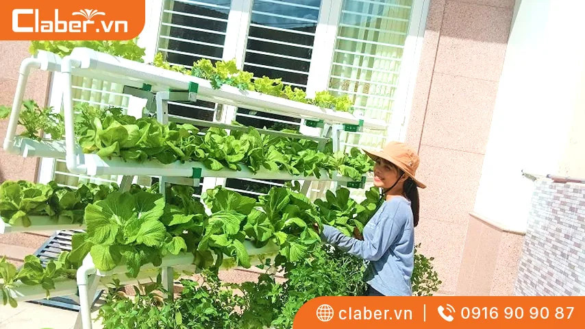 cách tự làm giàn trồng rau thủy canh