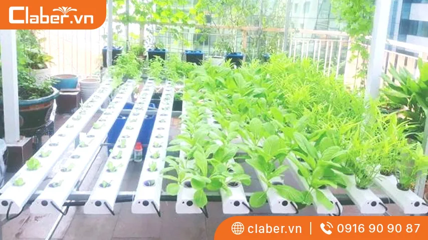 cách làm vườn thủy canh