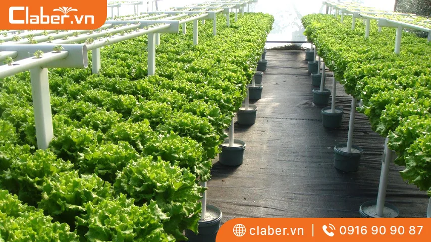 cách làm vườn thủy canh