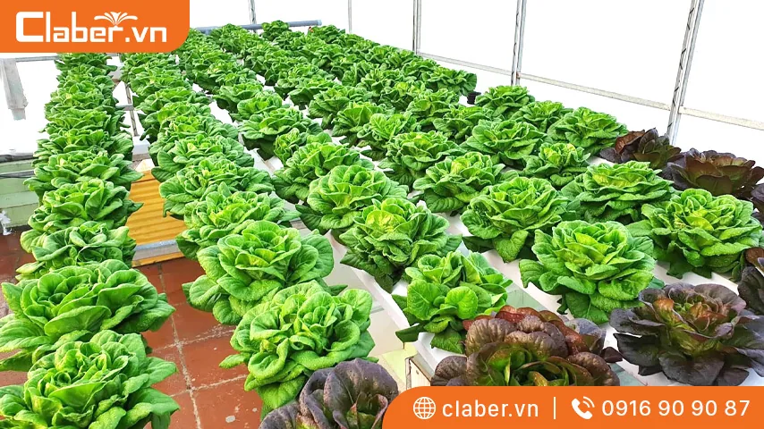 cách làm vườn thủy canh