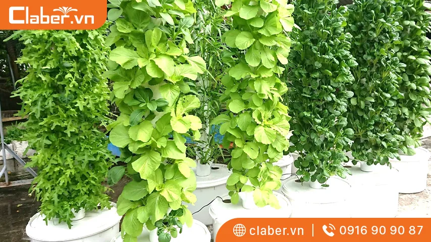 hệ thống trồng rau thủy canh