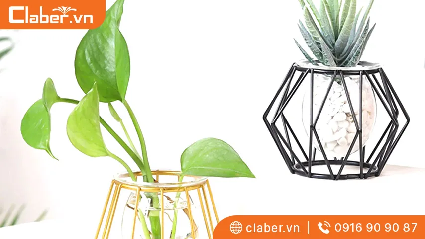 Trồng cây thủy sinh