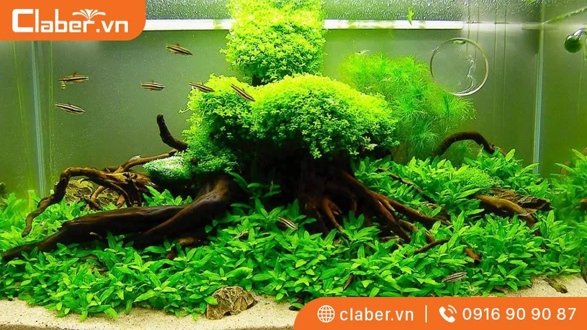 Trồng cây thủy sinh