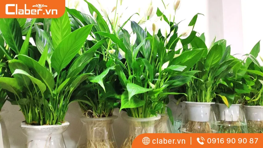 trồng cây thủy sinh