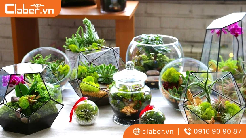 Trồng cây thủy sinh