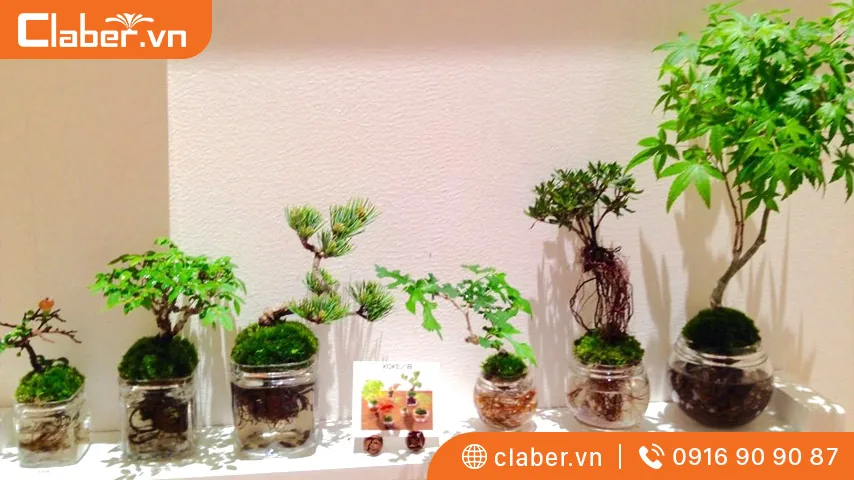 Trồng cây thủy sinh