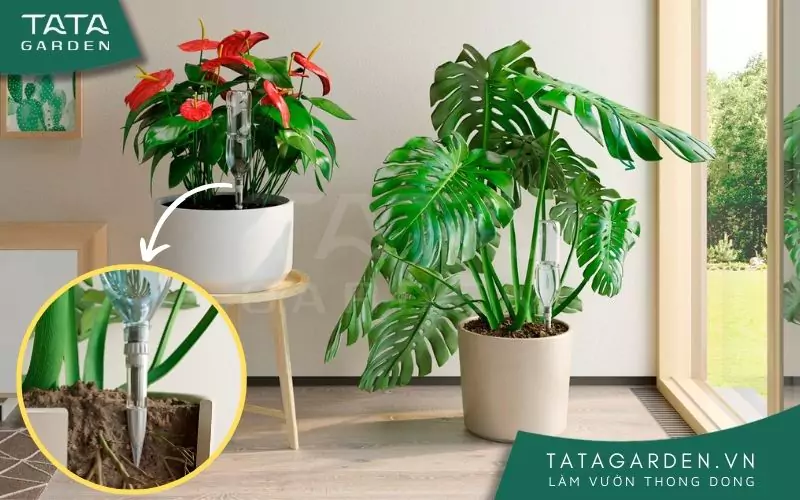 Tưới cây nhỏ giọt cho từng chậu riêng lẻ