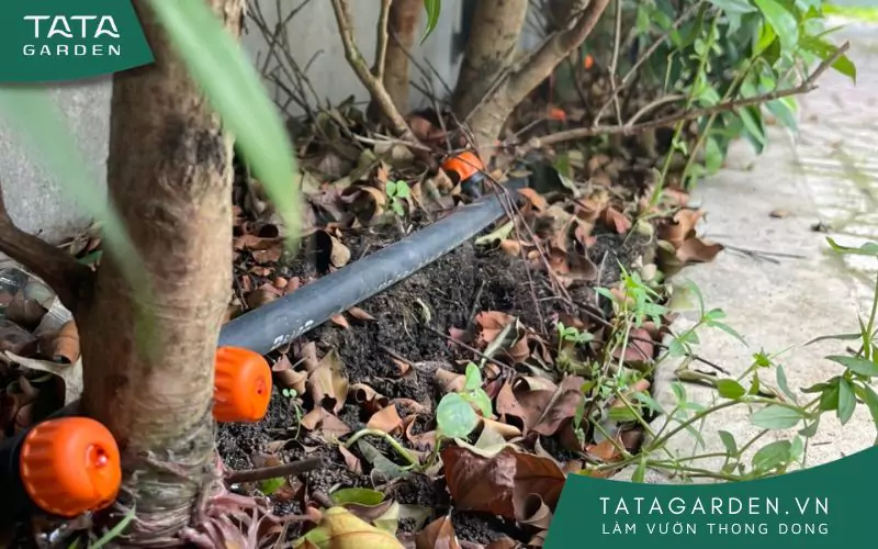 Tưới nhỏ giọt cho cây trồng hàng rào