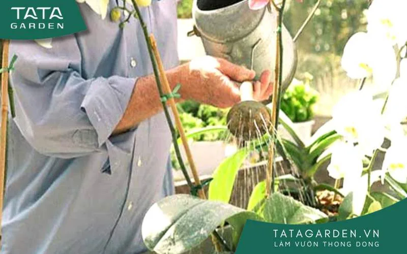 Tưới nước trực tiếp vào chậu