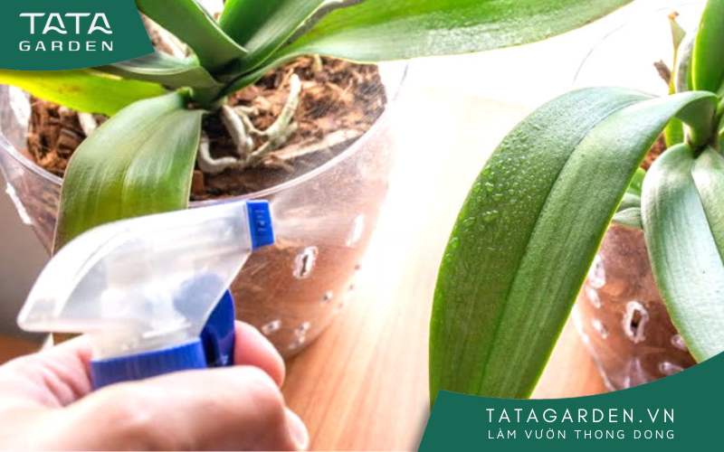 Cách tưới lan Hồ Điệp