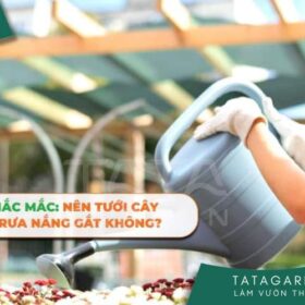 GIẢI ĐÁP THẮC MẮC: NÊN TƯỚI CÂY VÀO BUỔI TRƯA NẮNG GẮT KHÔNG?