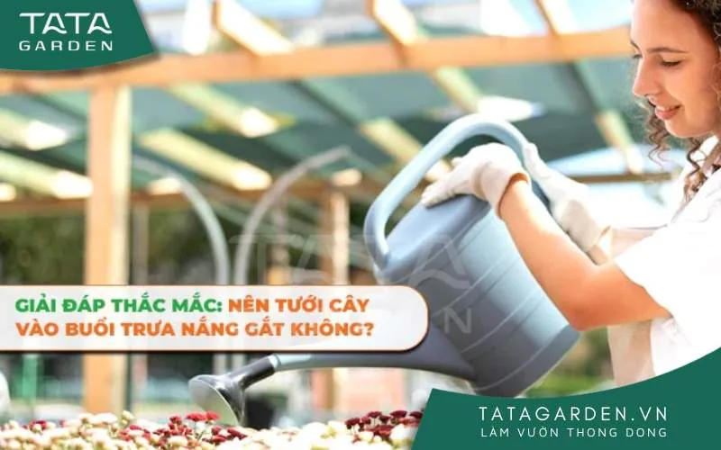 GIẢI ĐÁP THẮC MẮC: NÊN TƯỚI CÂY VÀO BUỔI TRƯA NẮNG GẮT KHÔNG?