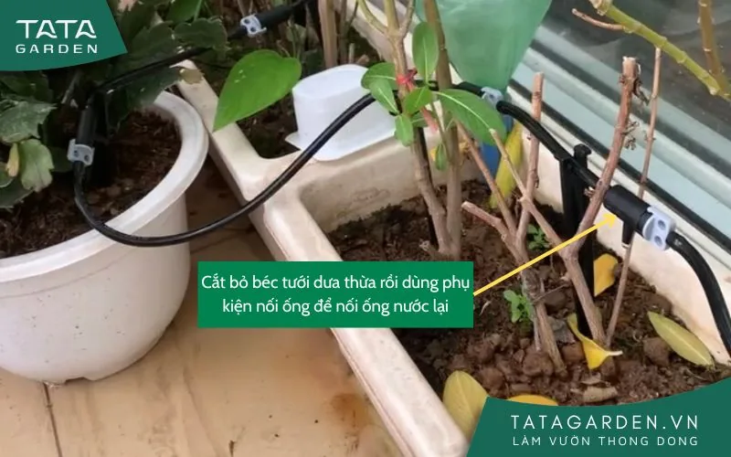 Cắt bỏ béc tưới dưa thừa và nối ống lại bằng phụ kiện nối ống
