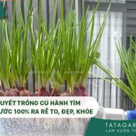 Cách trồng củ hành tím bằng nước tại nhà cực dễ, thu hoạch hành lá quanh năm