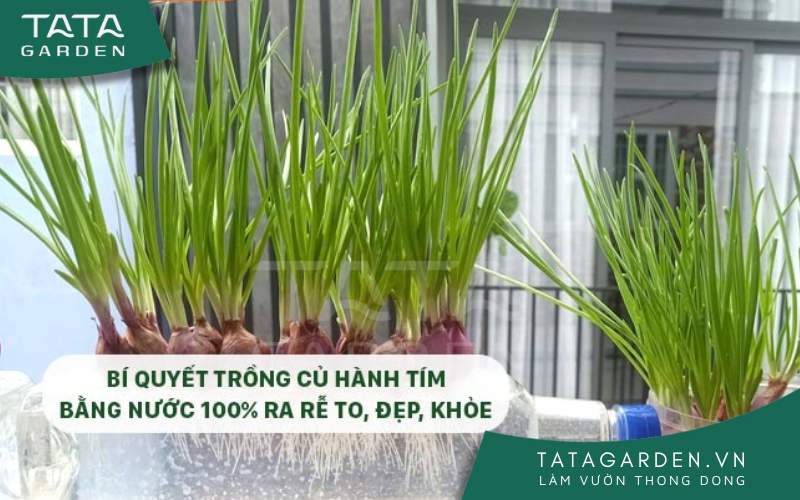 Bí quyết trồng hành tại nhà siêu đơn giản