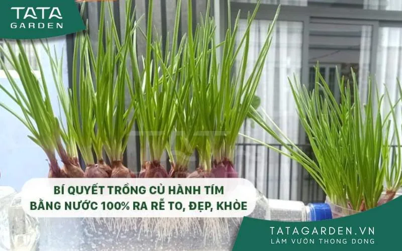 Bí quyết trồng củ hành tím bằng nước 100% ra rễ to, đẹp, khỏe