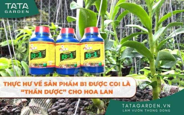 Giải đáp thắc mắc b1 có phải là thần dược cho cây hoa lan