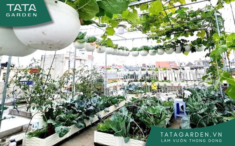 Sân thượng là vị trí lý tưởng để trồng rau