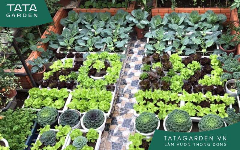 Các loại rau thường trồng trên ban công, sân thượng