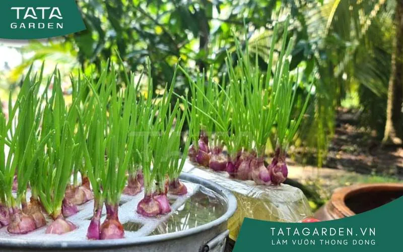 Cách trồng củ hành tím bằng nước khá dễ thực hiện