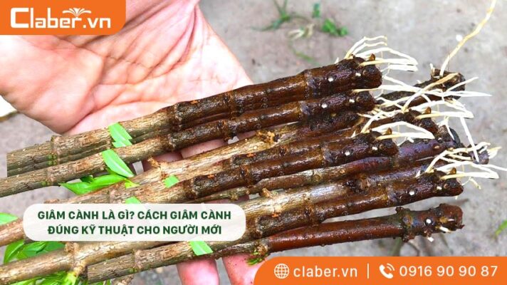 Giâm cành là gì? Cách giâm cành đúng kỹ thuật cho người mới