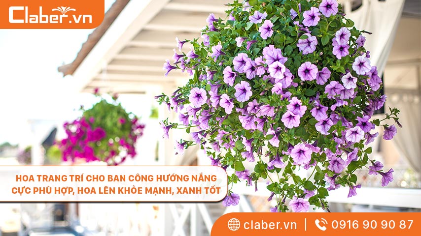 Hoa trang trí cho ban công hướng nắng cực phù hợp, hoa lên khỏe mạnh, xanh tốt