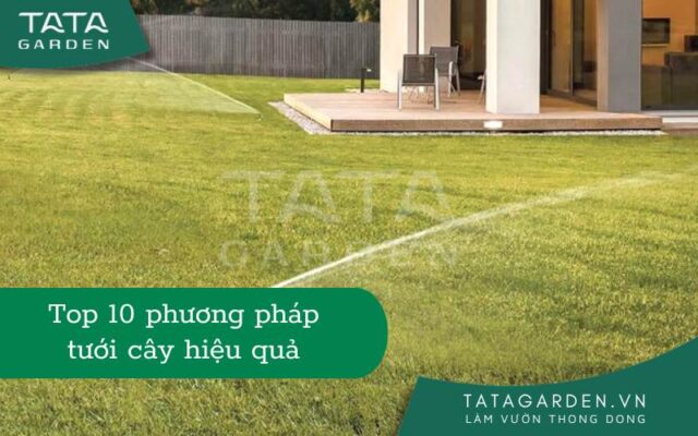 Ảnh bìa phương pháp tưới cây hiệu quả
