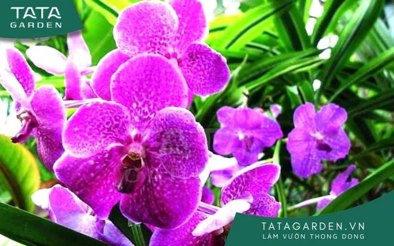 Vì sao nên sử dụng B1 cho hoa Lan?