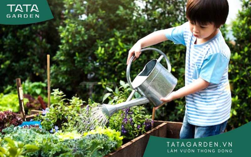 Nên tưới nước vào sáng sớm hoặc chiều muộn khi nền nhiệt giảm