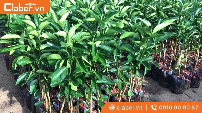 Cách giâm cành thường thấy ở cây cam sành