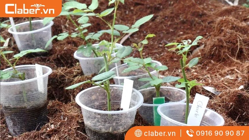 Phương pháp giâm cành đối với cây trồng sống nhờ đất