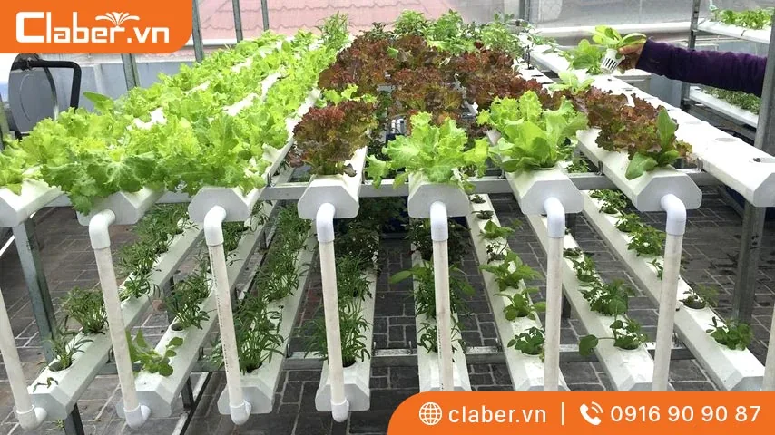 Mô hình giàn thủy canh tại nhà ngày càng được ưa chuộng