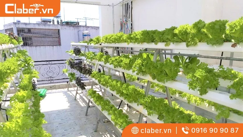 Giàn thủy canh chữ A thích hợp với không gian nhiều nắng