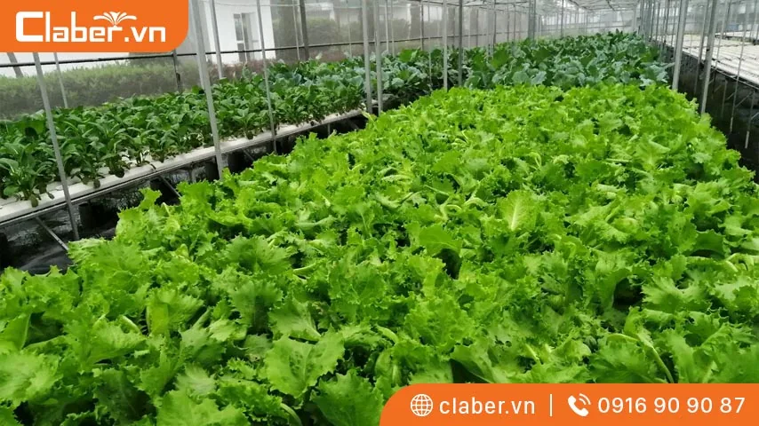 Khung mô hình thủy canh được sử dụng làm giá đỡ các máng trồng cây
