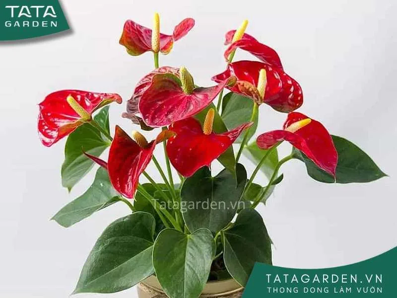 Hoa hồng môn màu đỏ