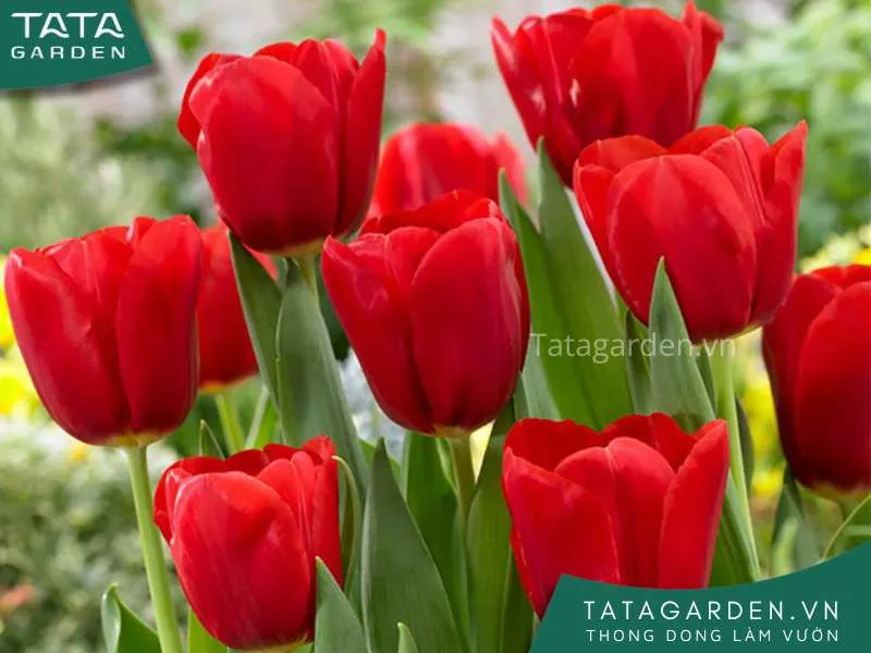 Hoa tulip đỏ