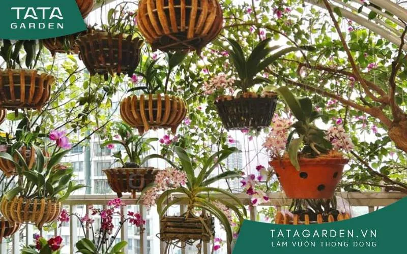 Tưới b1 cho lan với một liều lượng phù hợp