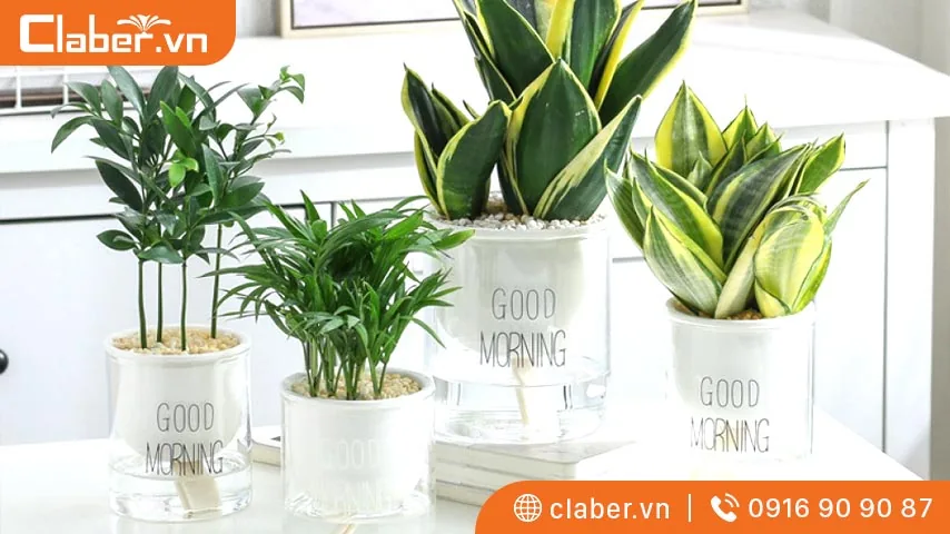 chậu tự tưới cây là gì