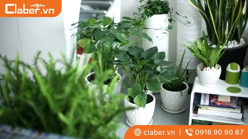 Cách làm chậu tự tưới bằng đĩa lót nước