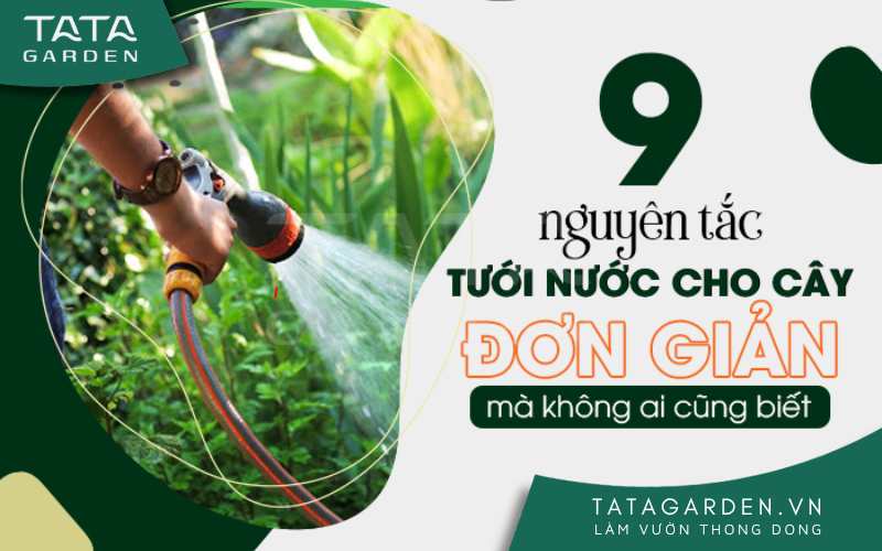 Nguyên tắc tưới nước cho cây
