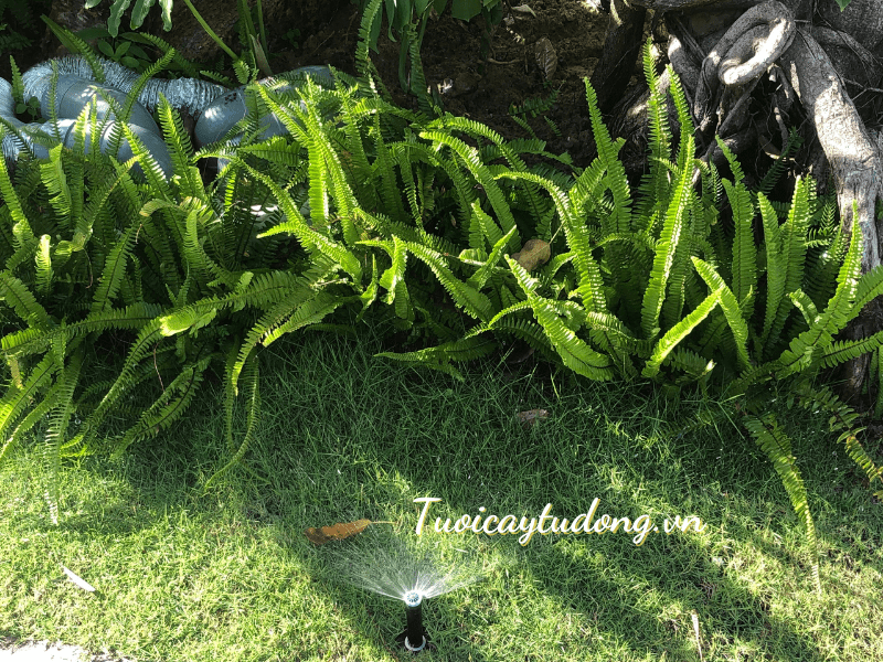 hình ảnh lắp đặt hệ thống tưới phun mưa 2