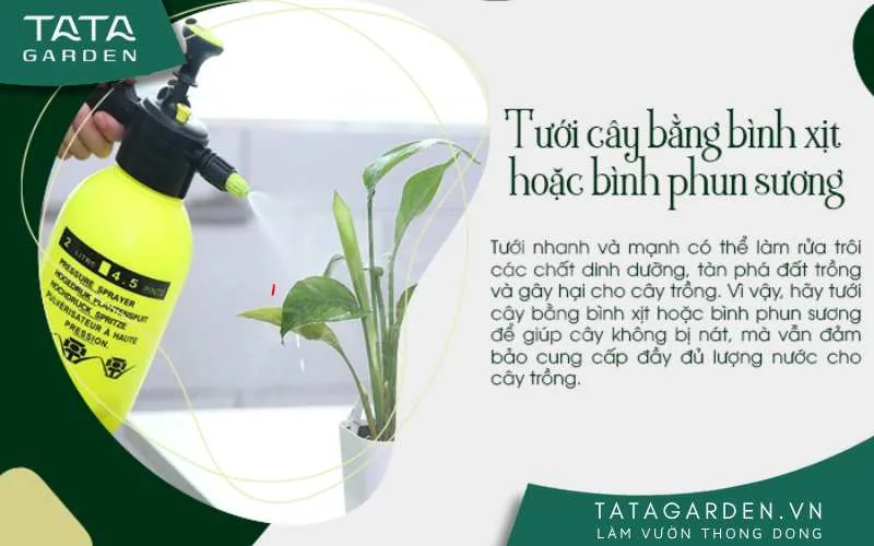 Tưới cây bằng bình xịt