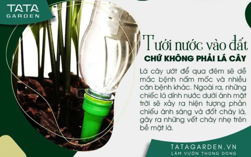 Hãy tưới nước vào đất thay vì tưới lên cành lá